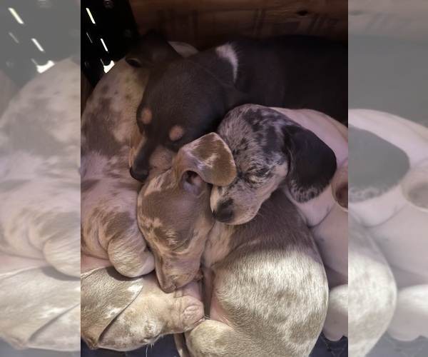 Medium Photo #139 Dachshund Puppy For Sale in LAKEBAY, WA, USA