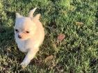 Small Photo #8 Chihuahua Puppy For Sale in CHARLESTON, SC, USA