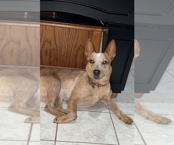 Medium Photo #1 Australian Cattle Dog Puppy For Sale in BONHAM, TX, USA