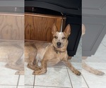 Small Photo #1 Australian Cattle Dog Puppy For Sale in BONHAM, TX, USA