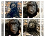 Small Photo #6 Goldendoodle Puppy For Sale in MADISONVILLE, TN, USA
