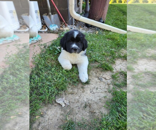 View Ad: Newfoundland Puppy for Sale near Minnesota, GOODHUE, USA. ADN ...