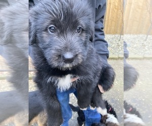 Bearded Collie-German Shepherd Dog Mix Puppy for sale in COVINGTON, WA, USA