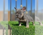 Small #18 French Bulldog