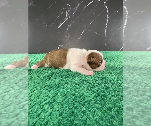 Medium Photo #9 Boston Terrier Puppy For Sale in TULARE, CA, USA