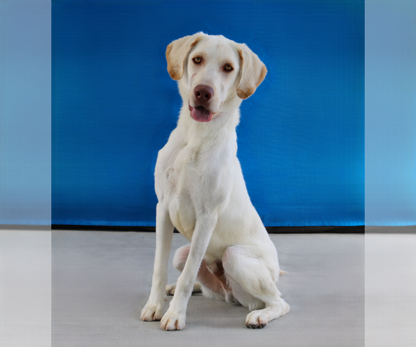 Medium Photo #2 Retriever -Unknown Mix Puppy For Sale in Pasadena, CA, USA