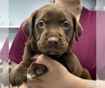 Small #1 Labrador Retriever-Retriever  Mix