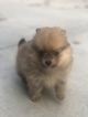 Small Photo #4 Pomeranian Puppy For Sale in BAKERSFIELD, CA, USA