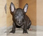 Small #2 American Bully-Bull Terrier Mix