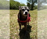 Small #3 Chihuahua