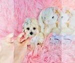 Small #22 Poodle (Toy)
