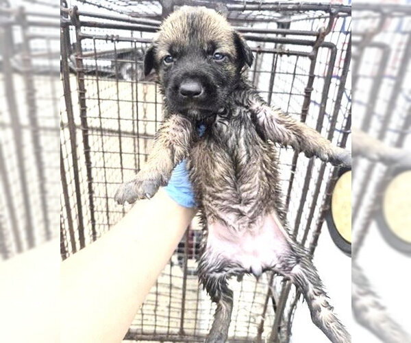 Medium Photo #1 German Shepherd Dog-Unknown Mix Puppy For Sale in Houston, TX, USA