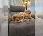 Small #5 Golden Retriever