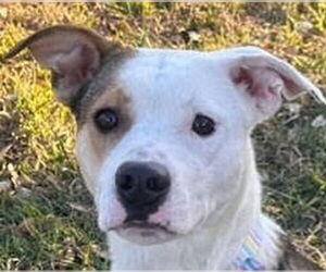 Australian Shepherd-Unknown Mix Dogs for adoption in Canton, CT, USA