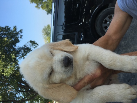Medium Photo #1 Goldendoodle Puppy For Sale in PERRIN, TX, USA