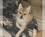 Small #3 Alaskan Klee Kai-Shiba Inu Mix