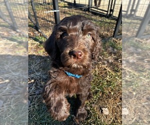 Springerdoodle Litter for sale in TERRE HAUTE, IN, USA