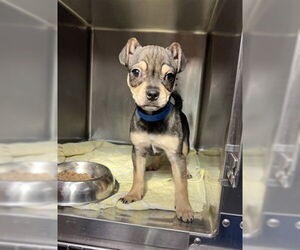 French Bullhuahua Dogs for adoption in Rancho Cucamonga, CA, USA