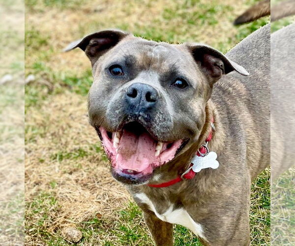 Medium Photo #5 Bullboxer Pit Puppy For Sale in Canton, CT, USA
