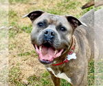 Small #4 Bullboxer Pit