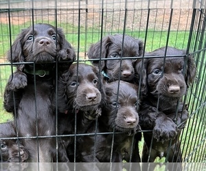 Boykin Spaniel Puppy for sale in CARNESVILLE, GA, USA