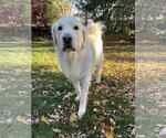 Small Great Pyrenees
