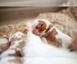 Small Photo #11 Cavalier King Charles Spaniel Puppy For Sale in ALBUQUERQUE, NM, USA