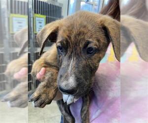 Mutt Dogs for adoption in San Antonio, TX, USA