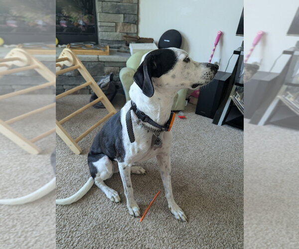 Medium Photo #2 Beagle-Unknown Mix Puppy For Sale in Aurora, IN, USA