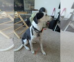 Small #1 Beagle Mix