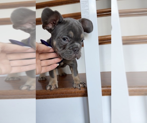 Medium Photo #6 French Bulldog Puppy For Sale in METUCHEN, NJ, USA