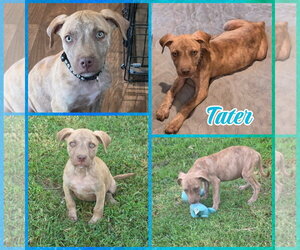 Mutt Dogs for adoption in Blacksburg, SC, USA