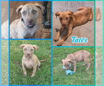 Tater - Male Mutt Dog for Adoption - Small photo
