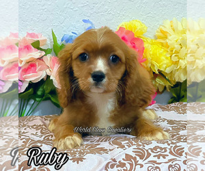 Cavalier King Charles Spaniel Puppy for sale in MIAMI, FL, USA