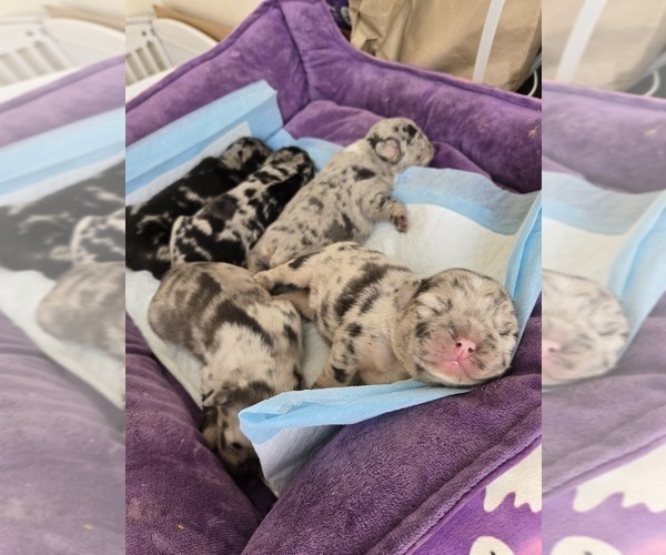 Medium Photo #7 French Bulldog Puppy For Sale in GLEN BURNIE, MD, USA