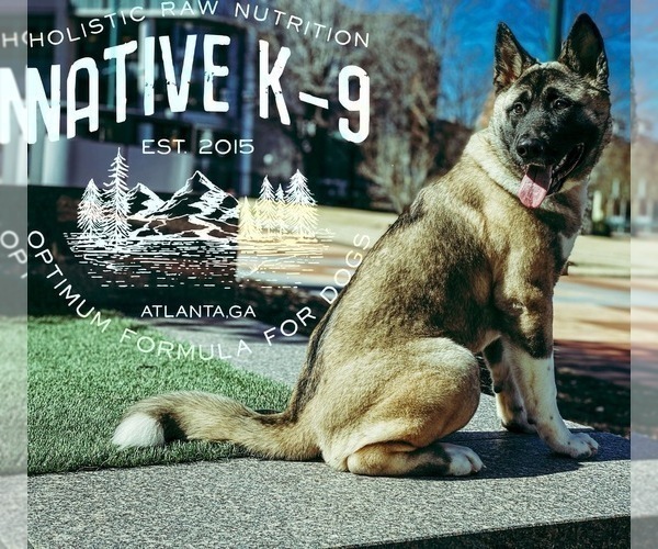 Medium Photo #6 Akita Puppy For Sale in ATLANTA, GA, USA