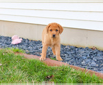 Small Photo #6 Labrador Retriever Puppy For Sale in SYRACUSE, IN, USA