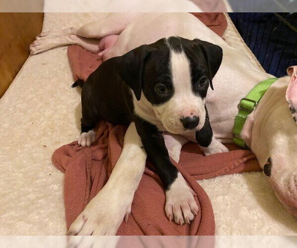 Medium Photo #2 American Staffordshire Terrier-Boxer Mix Puppy For Sale in Springdale, PA, USA