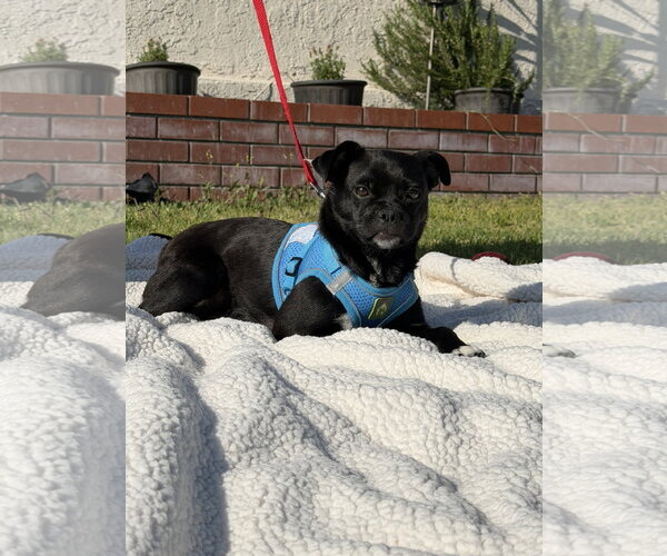 Medium Photo #1 Pug-Unknown Mix Puppy For Sale in Lake Elsinore, CA, USA