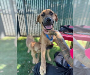 German Shepherd Dog-Unknown Mix Dogs for adoption in San Bernardino, CA, USA