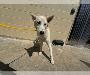 Siberian Husky Dogs for adoption in Pasadena, TX, USA