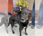 Small Pointer-Siberian Husky Mix