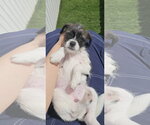 Small #6 BoShih