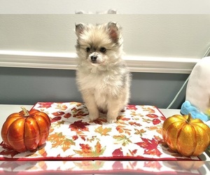 Pomeranian Puppy for sale in CICERO, IL, USA