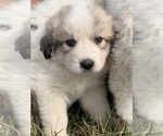 Small Great Pyrenees