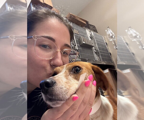 Medium Photo #2 Beagle Puppy For Sale in Canton, CT, USA