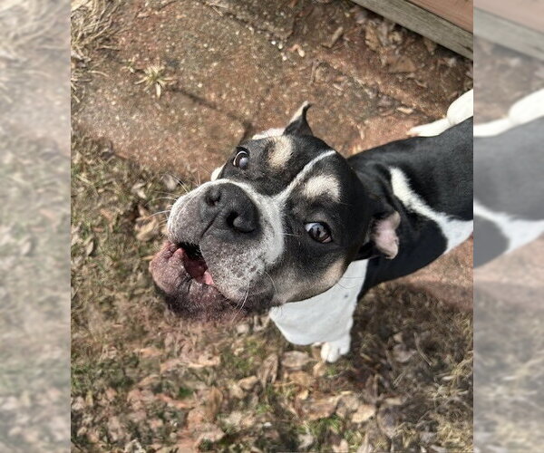 Medium Photo #7 Bulldog-Unknown Mix Puppy For Sale in St. Louis Park, MN, USA