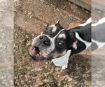 Small #6 Bulldog Mix