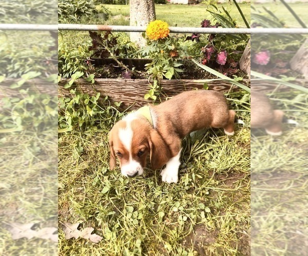 Medium Photo #1 Basset Hound Puppy For Sale in PLATO, MO, USA