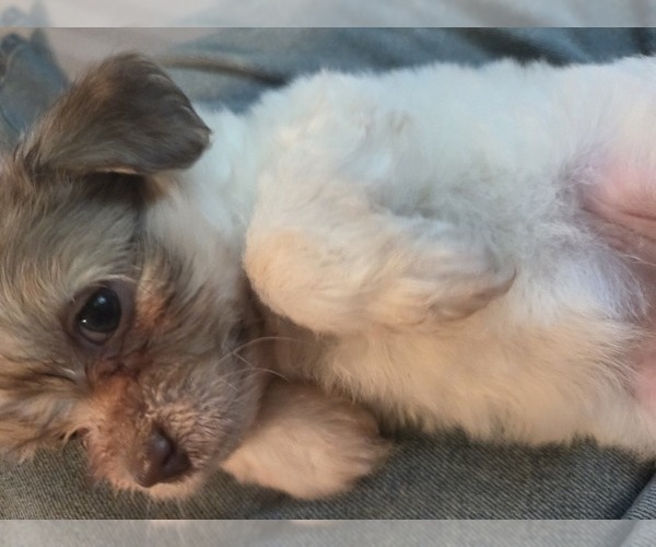 Medium Photo #16 Maltipom-Pomeranian Mix Puppy For Sale in HUDSON, MA, USA